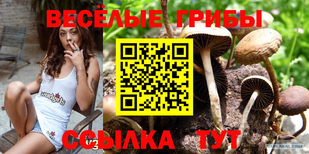 Псилоцибиновые грибы GOLDEN TEACHER  Галлюциногенные грибы GOLDEN TEACHER  Алексеевка  Вход с VPN 